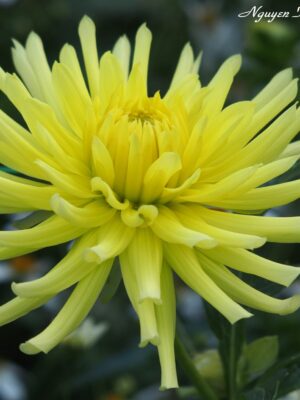 Gương Mặt Thật Sau Mác Nam Thần